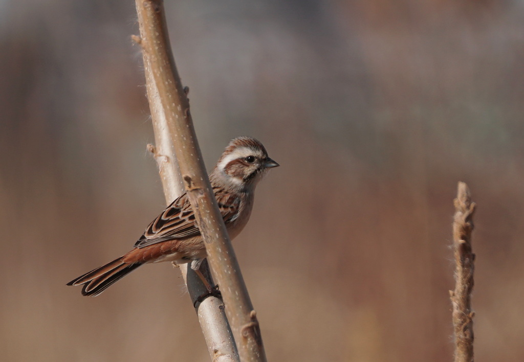 ホウジロ科の面々