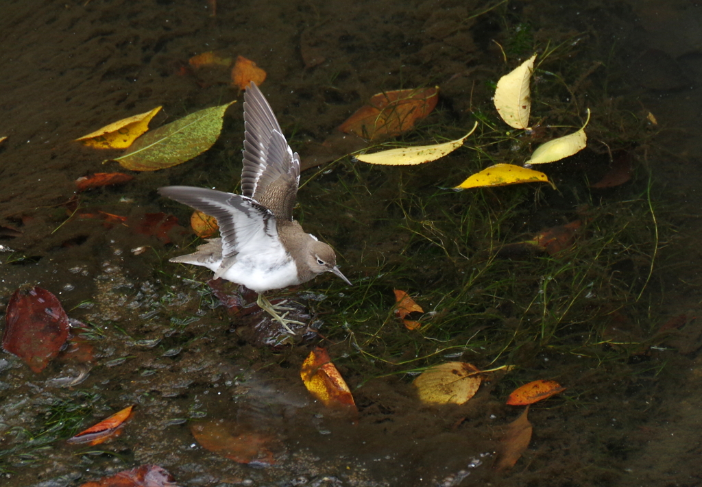 The shadow of   your  smile  2