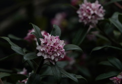 春 香る