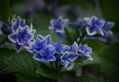 蒼い星くず