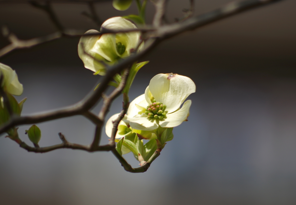 花水木（白）