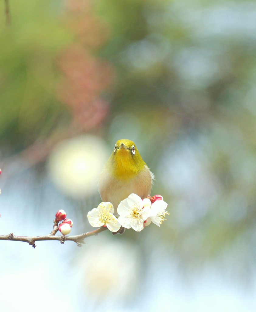 ウメジロー　２