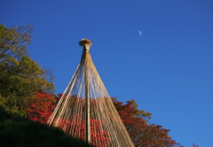 霜　月　 