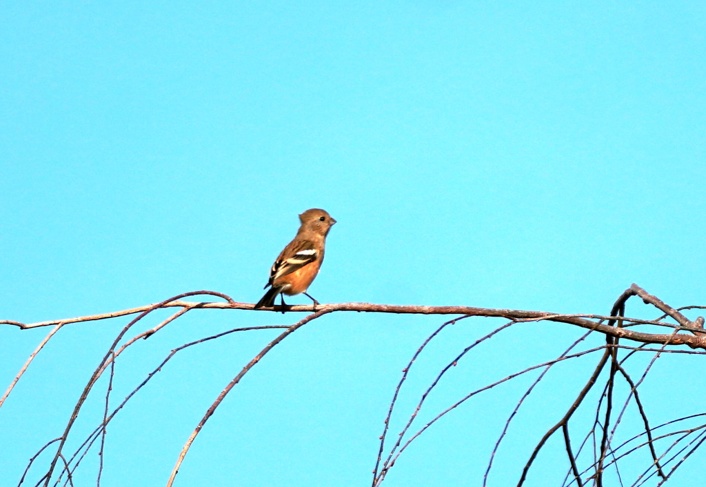 やっと会えました！