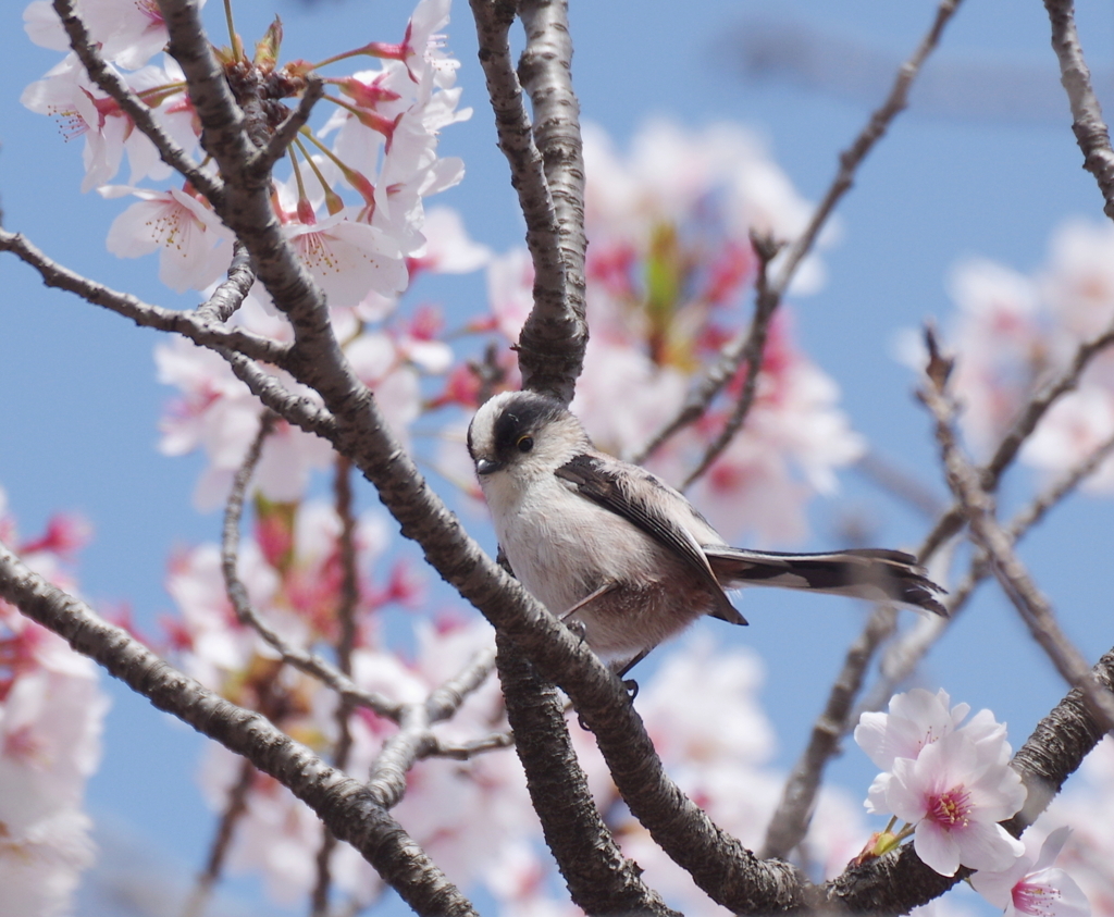 エナ桜