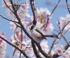 エナ桜