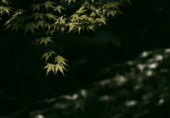 慎ましやかな春