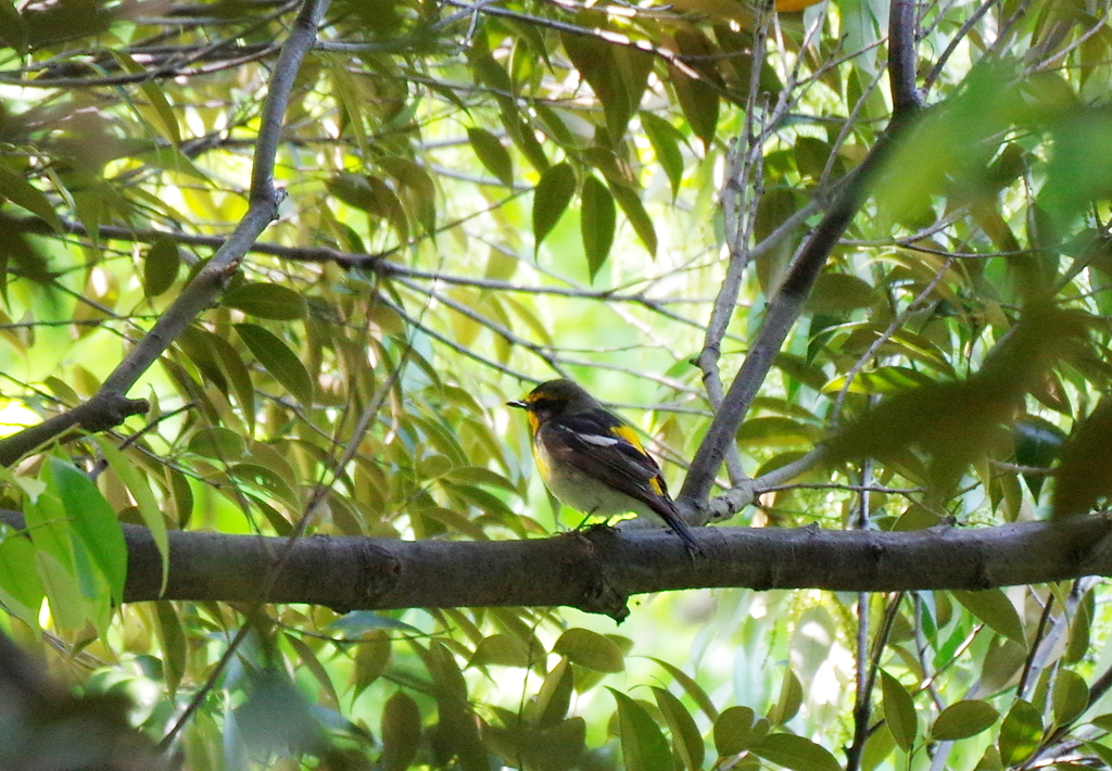 いらっしゃ～い　!(^^)!　２