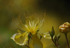 Yellow　world