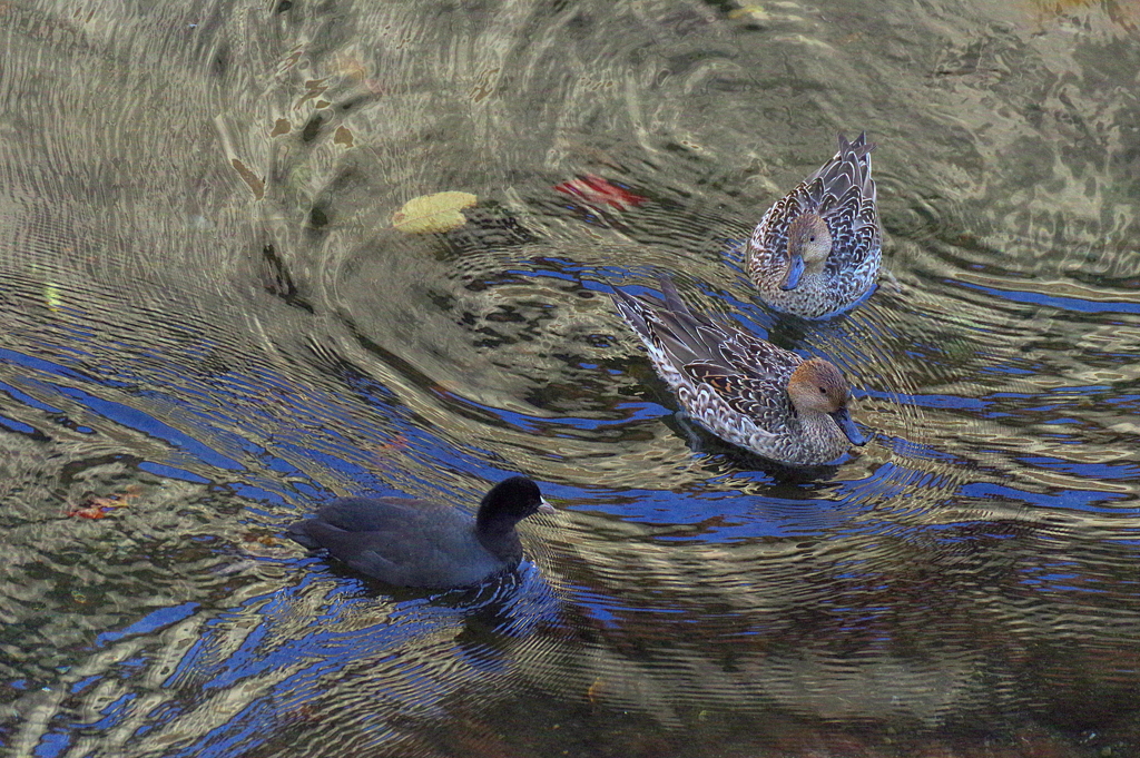 お晩でやす　(//∇//)