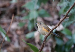 そろそろ君も···