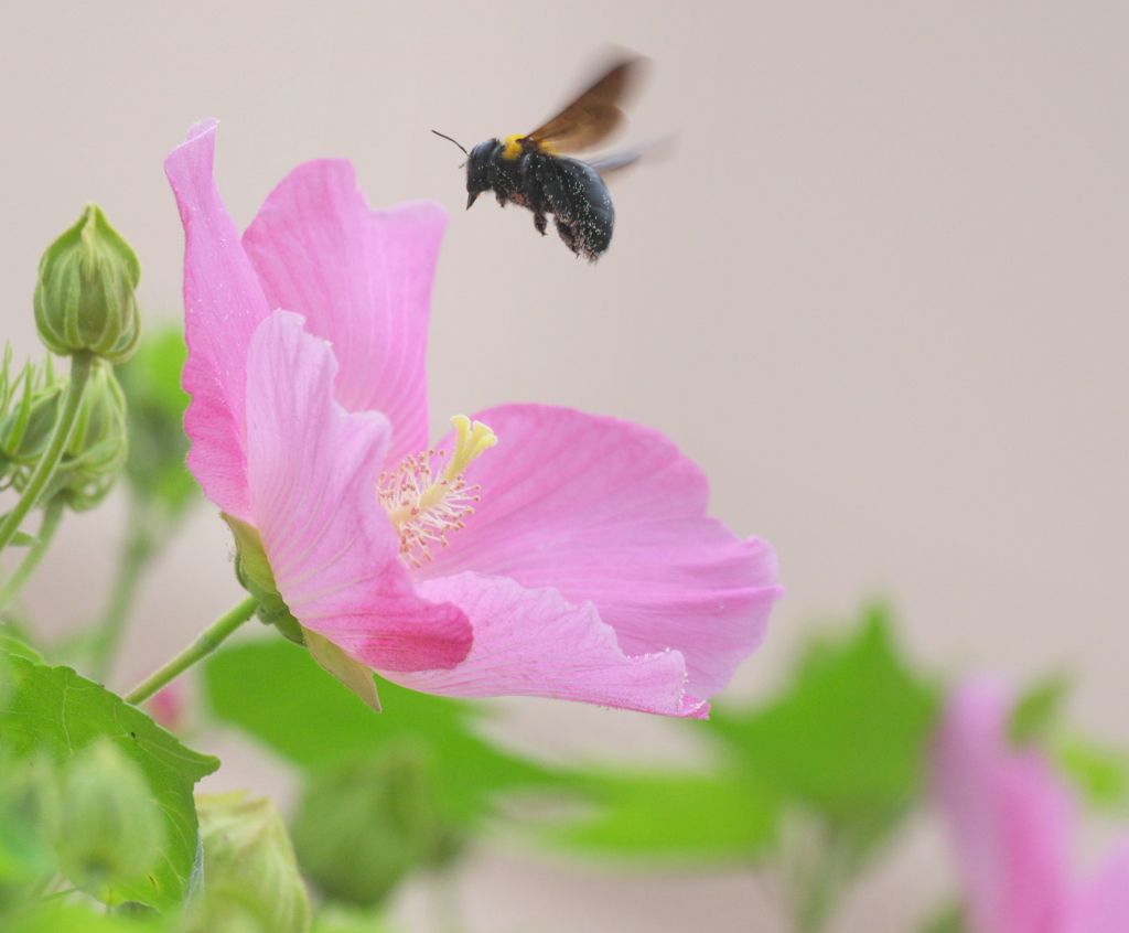 Pinky Summer　(*^^*)