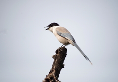 グゥィ　ピッ　ピッ　ピッ　ピッ　！