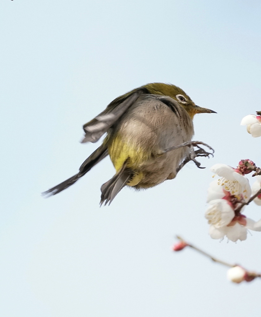 ひょいっと・・・