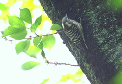 Green  Green  ♪