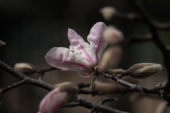 春めく