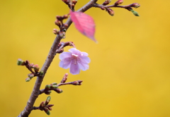 さくら　と　いちょう