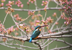 お花見は未だか～