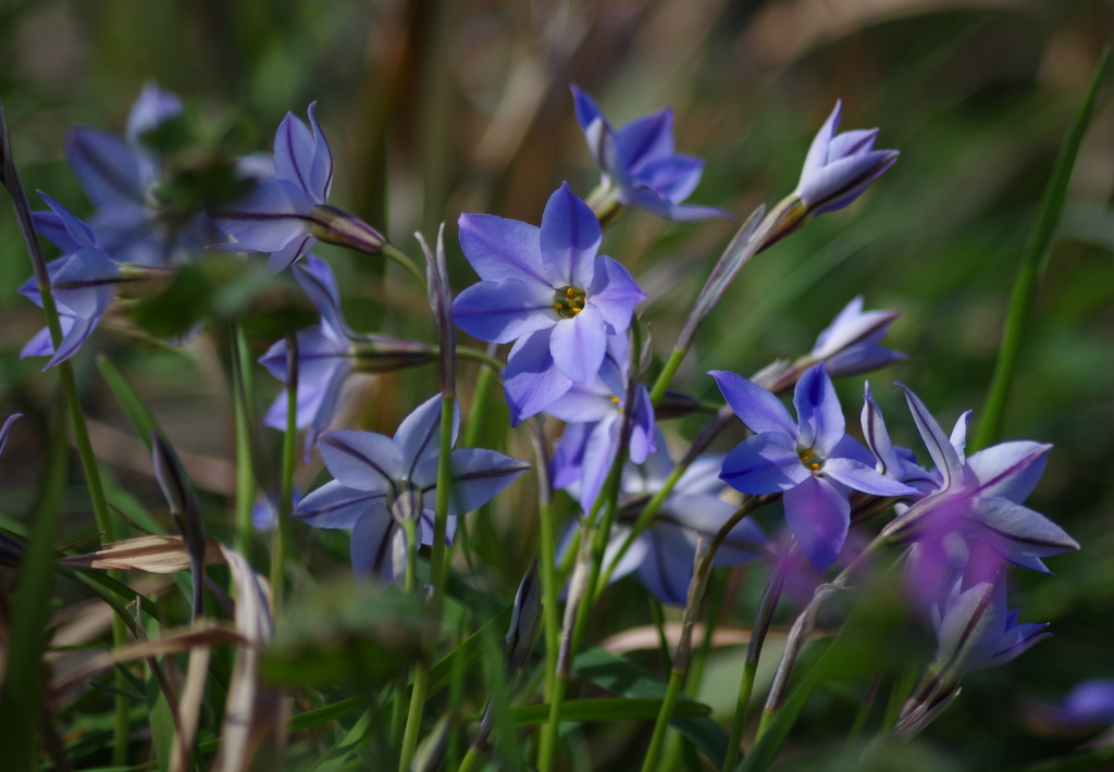 Petite fleur 