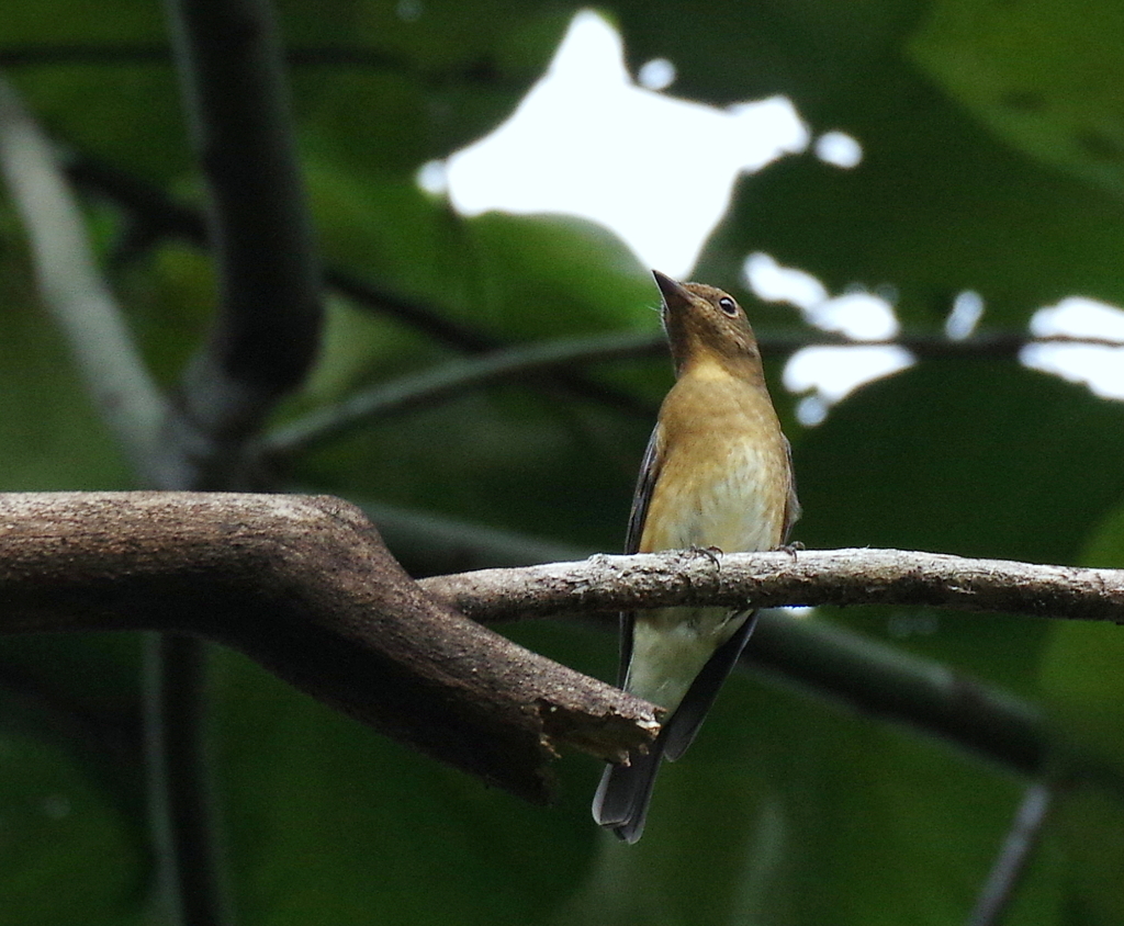 初見初撮り　３
