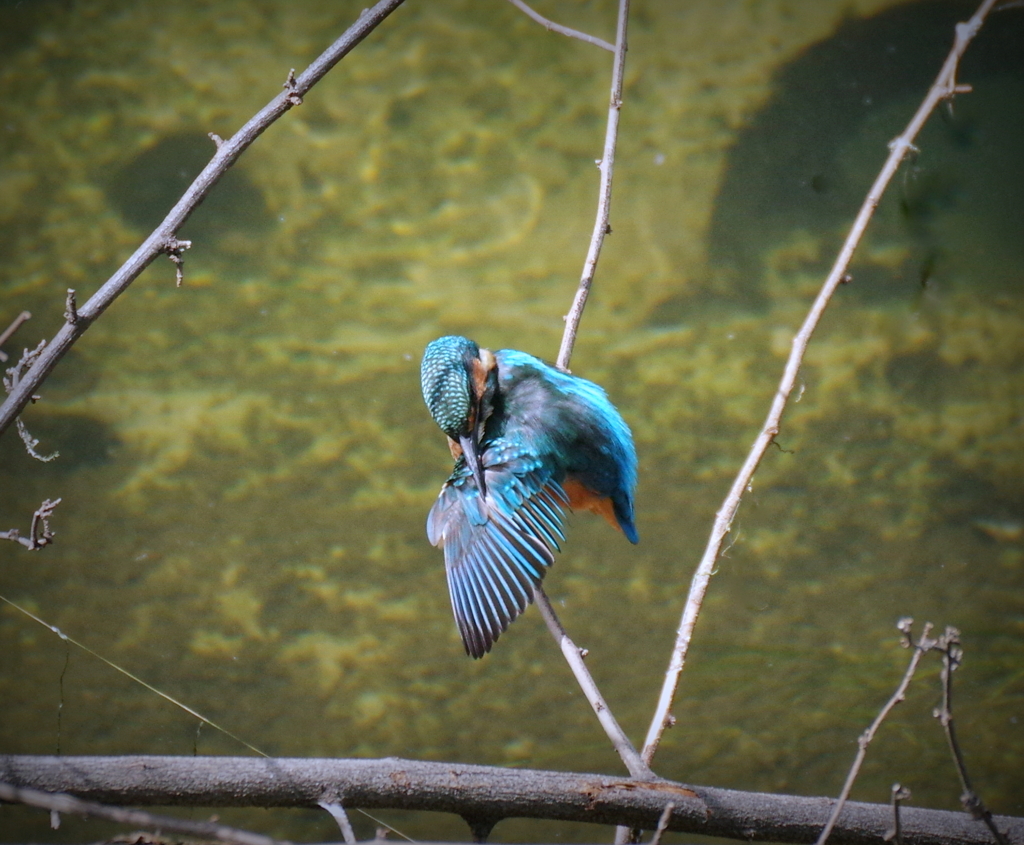 若君　おめかし中