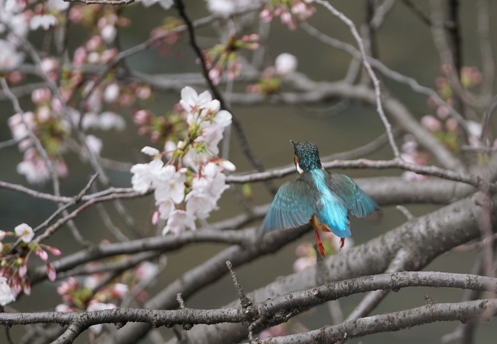 桜カワセミ　２