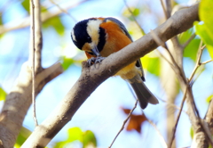 初散歩　初鳥　１