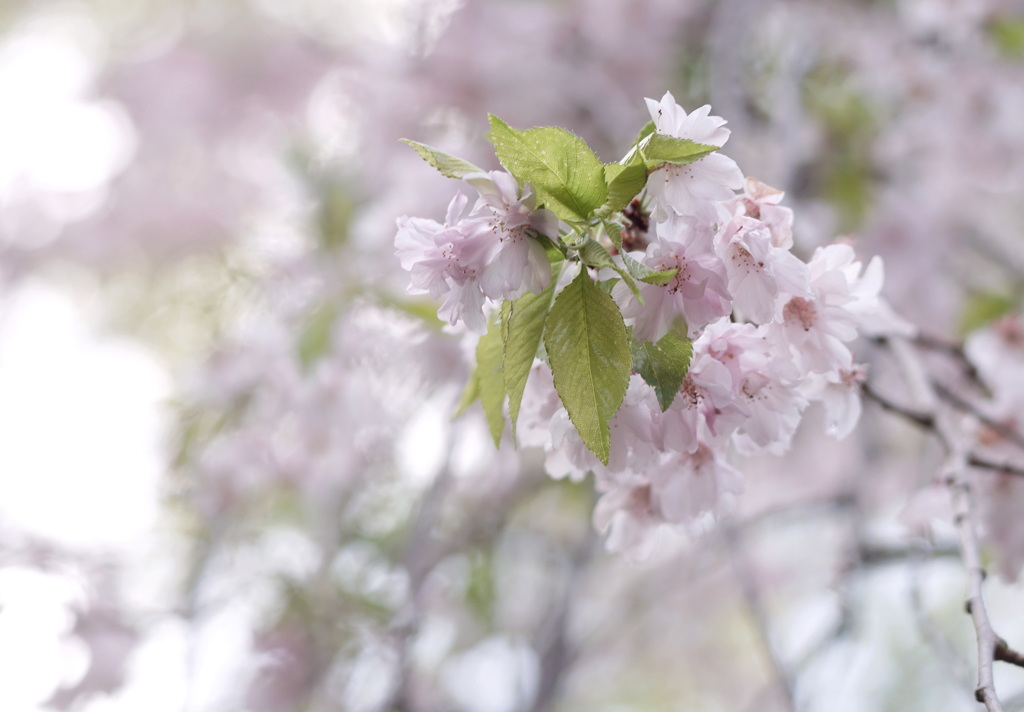 葉桜も　またいとおかし　(^^♪