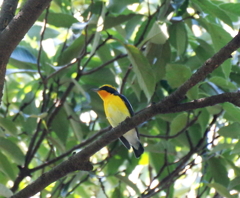 今季初撮り　４