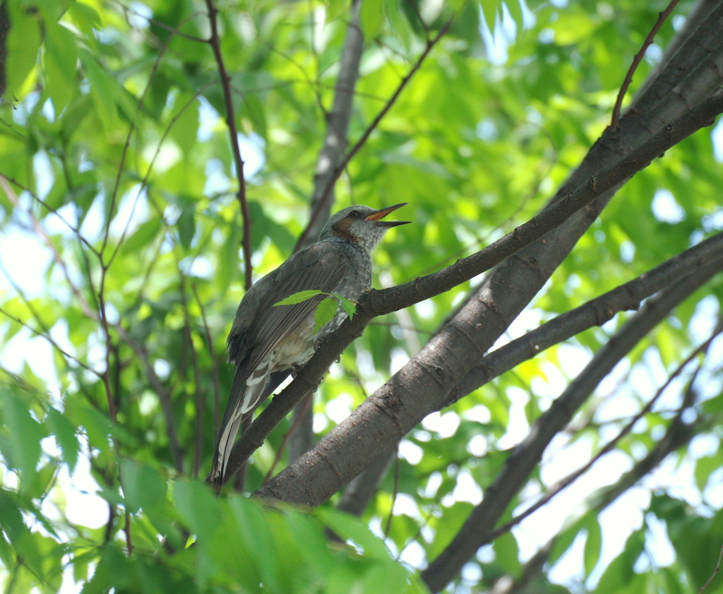 Mamy!  Look,I'm here