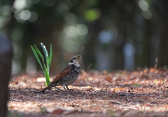 見上げてごらん♪