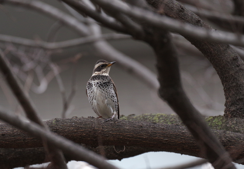 春、まだかな～！