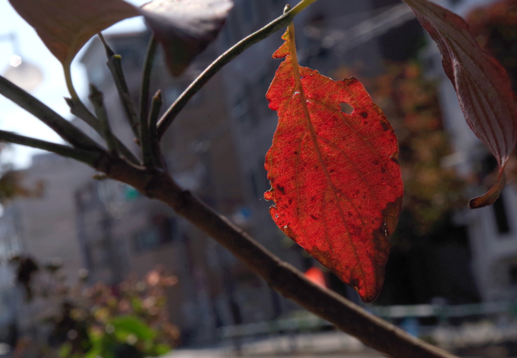 都会でも・・・