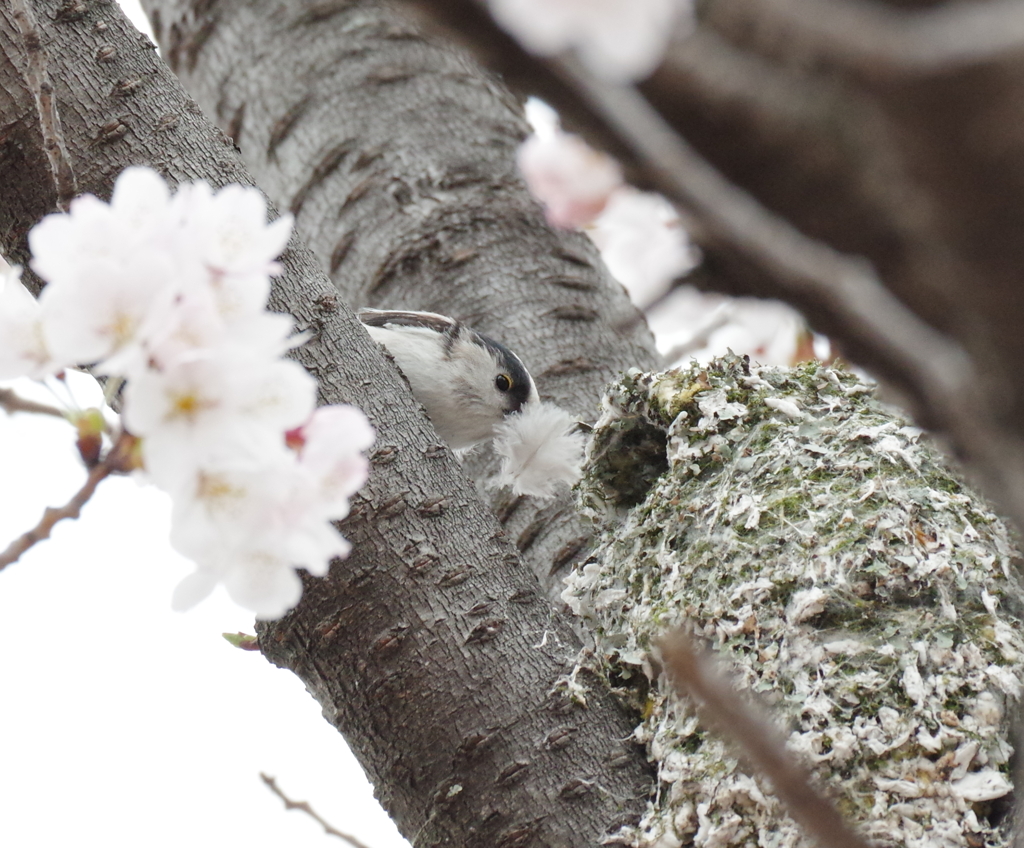 エナのおうち　見っけ！　２