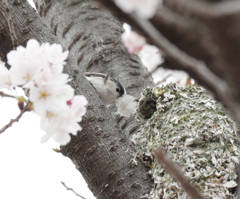 エナのおうち　見っけ！　２