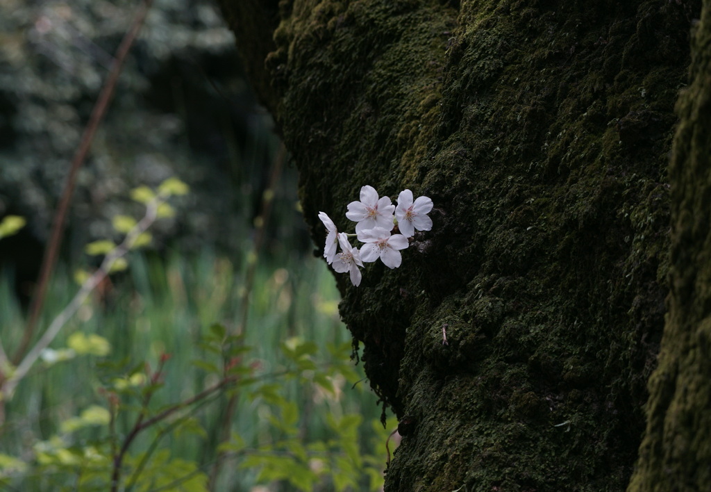 老い桜
