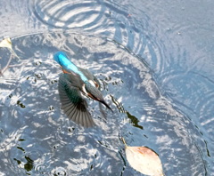 小魚でも良し・・・と