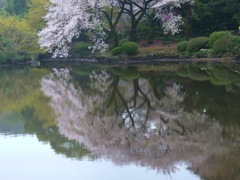 水面の彩り