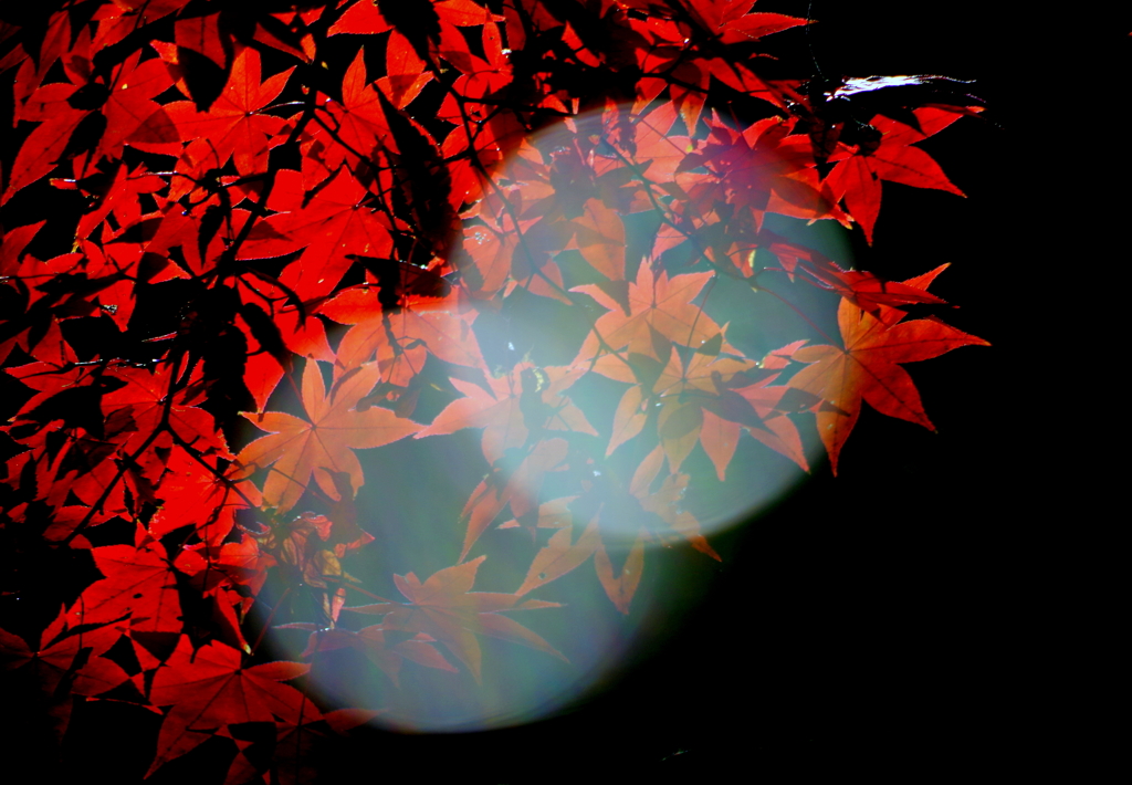 玉　楓 　IMGP3698