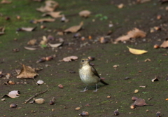 地上に降りたキビ子