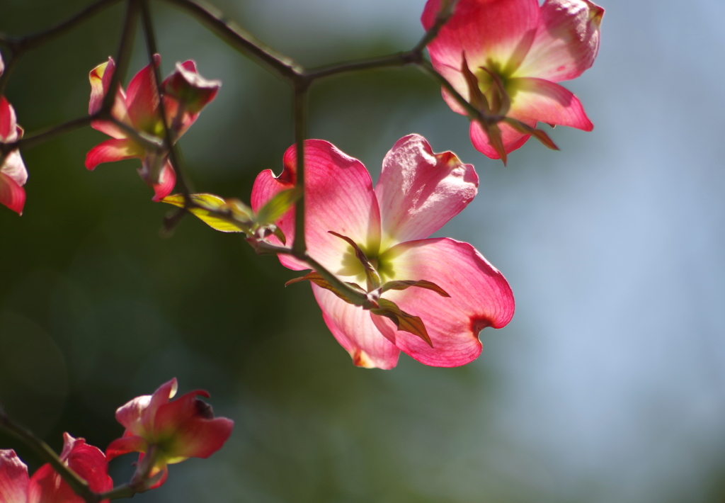 花水木（紅）