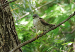 散歩のご褒美　２