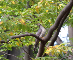 ツツドリ　（横姿）