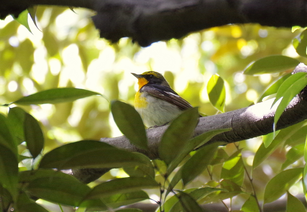 いらっしゃ～い　!(^^)!　１