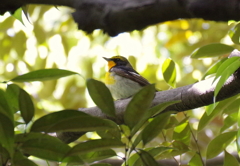 いらっしゃ～い　!(^^)!　１