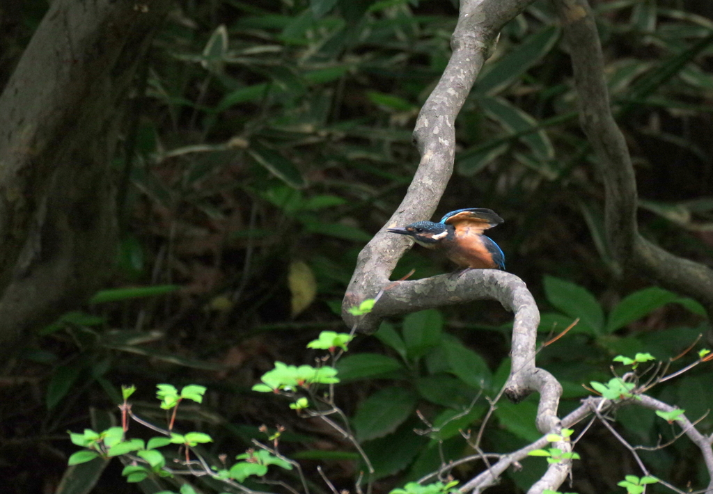 幼鳥の飛び出し