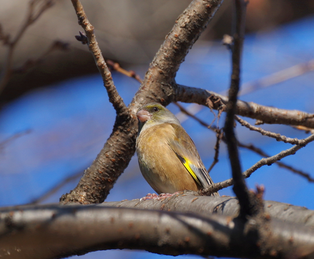 今季初撮り　１２