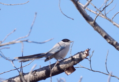 目出たい　(((^_^;)