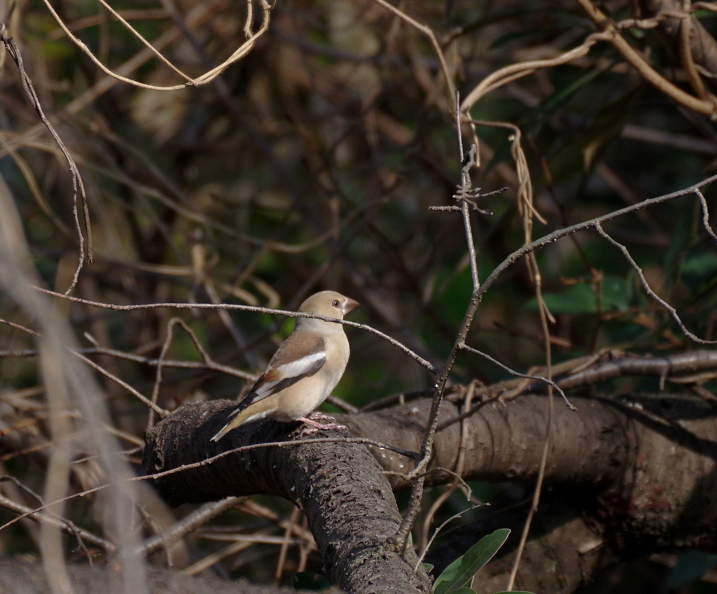 しめしめと・・・
