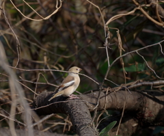 しめしめと・・・